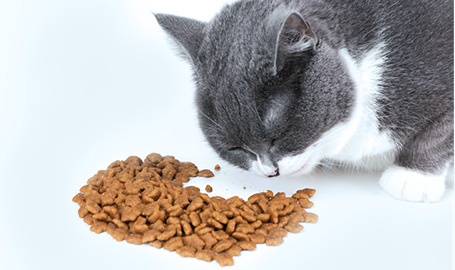 Characteristics of cat food
