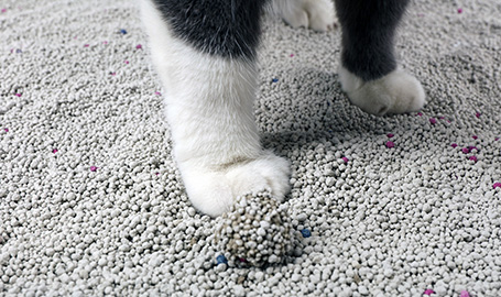 What is cat litter?