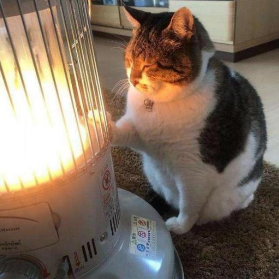 keep cat away from electrical heating
