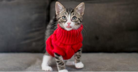 cat clothes