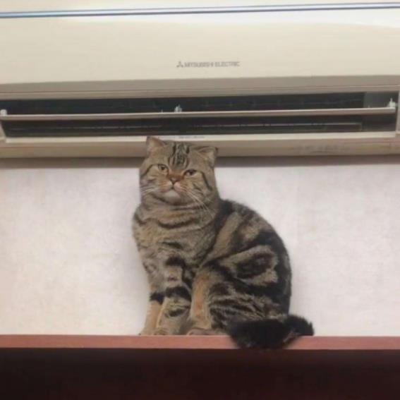 do not keep cat under air condition