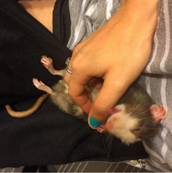 Rats Are Ticklish