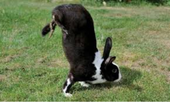When Rabbits Are Happy，they love to hop and twist in the air.